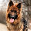 Пожалуй идеальный корм для кормления собаки всего от 136 р\кг.! 