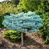 Ель колючая Glauca Globosa! 