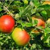 Яблоня Сладкая Нега с очень вкусными плодами