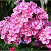 Флоксы весной, летом и осенью