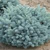 Ель колючая Glauca Globosa - голубая красавица
