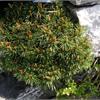 Сосна горная Pinus uncinata