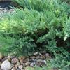 Можжевельник казацкий Tamariscifolia