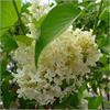 Желтая сирень Primrose не оставит равнодушным
