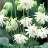 Необычной красоты аквилегия  White Barlow.