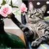 Кошка ест цветы, что делать?