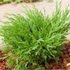 Можжевельник горизонтальный Andora Compacta Variegata