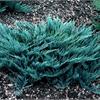 Можжевельник горизонтальный Blue Chip - один из лучших стелющихся сортов
