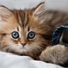 Корм для кошек Леонардо!