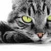 Стерилизация кошек - плюсы и минусы