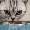 Как правильно кормить кошку?