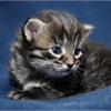 Как кормить котят, которых рано отлучили от матери? 