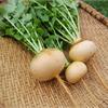 Репа: вкусна и не калорийна