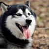 Акция! Забери свой годовой запас корма для собаки