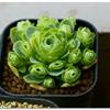 Greenovia AUREA или Гриновия Золотистая 