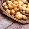 Почему картофель опять не уродился?