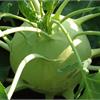 Кольраби: чем полезна и как выращивать сочную «кочерыжку»