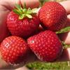 Клубника Дероял - ранний сорт с ароматными ягодами