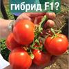 Сорт или гибрид F1? В чем разница?