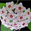 Хойя мясистая (Hoya_carnosa), или восковой плющ,