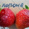 Земляника Корона с превосходным вкусом