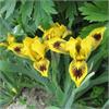 Ирис карликовый Eyebright