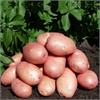 В продаже семенной картофель! 