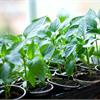 Открыта продажа рассады перцев и баклажанов! 