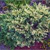 Можжевельник горизонтальный Andora Compacta Variegata