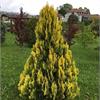 Туя западная Yellow Ribbon - золотое великолепие сада