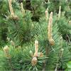 Сосна горная Pinus uncinata
