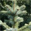 Ель колючая Glauca Kaibab