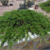 Можжевельник казацкий Tamariscifolia