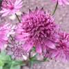 Астранция крупная (Astrantia) major Venice