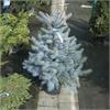 Ель колючая Blue Diamond - голубая ель с плотной кроной