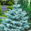 Ель колючая Blue Diamond - голубая ель с плотной кроной