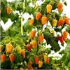 Малина Оранжевое чудо (ремонтантная) с крупными вкусными ягодами