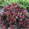 Барбарис тунберга Atropurpurea Nana - карликовый подушковидный кустарник