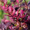Барбарис Тунберга Atropurpurea