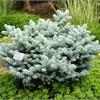 Ель колючая Glauca Globosa! 