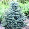  Ель колючая Glauca Kaibab