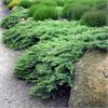 Можжевельник казацкий Rockery Gem