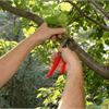 Летняя регулирующая обрезка семечковых и косточковых деревьев