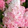 Гортензия метельчатая Vanille Fraise - прекрасное украшение Вашего сада