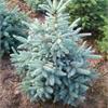 Ель колючая Glauca Kaibab