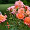Особенности выращивания кустовых роз в саду
