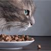 Как правильно кормить кошку?