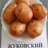 Картофель семенной Жуковский