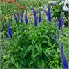 Вероника гибридная Sunny Border Blue