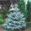  Ель колючая Super Blue Seedling